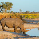 White Rhino on African family safari