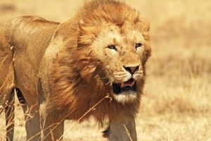Lion on African Family Safari