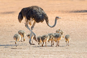 Ostrich on family African safari tours