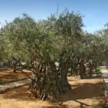 Garden of Gethsemane Garden of Gethsemane
