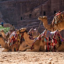 Camels and stands outside caves in Petra