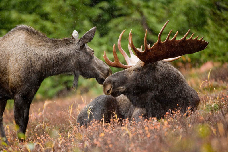 A male and female Alaskan Moose in Denali National Park