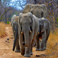 Elephant Family Walking on South Africa Safari