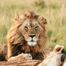 Lion Laying Down on South Africa Safari