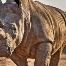 Rhino Close Up on South Africa Safari