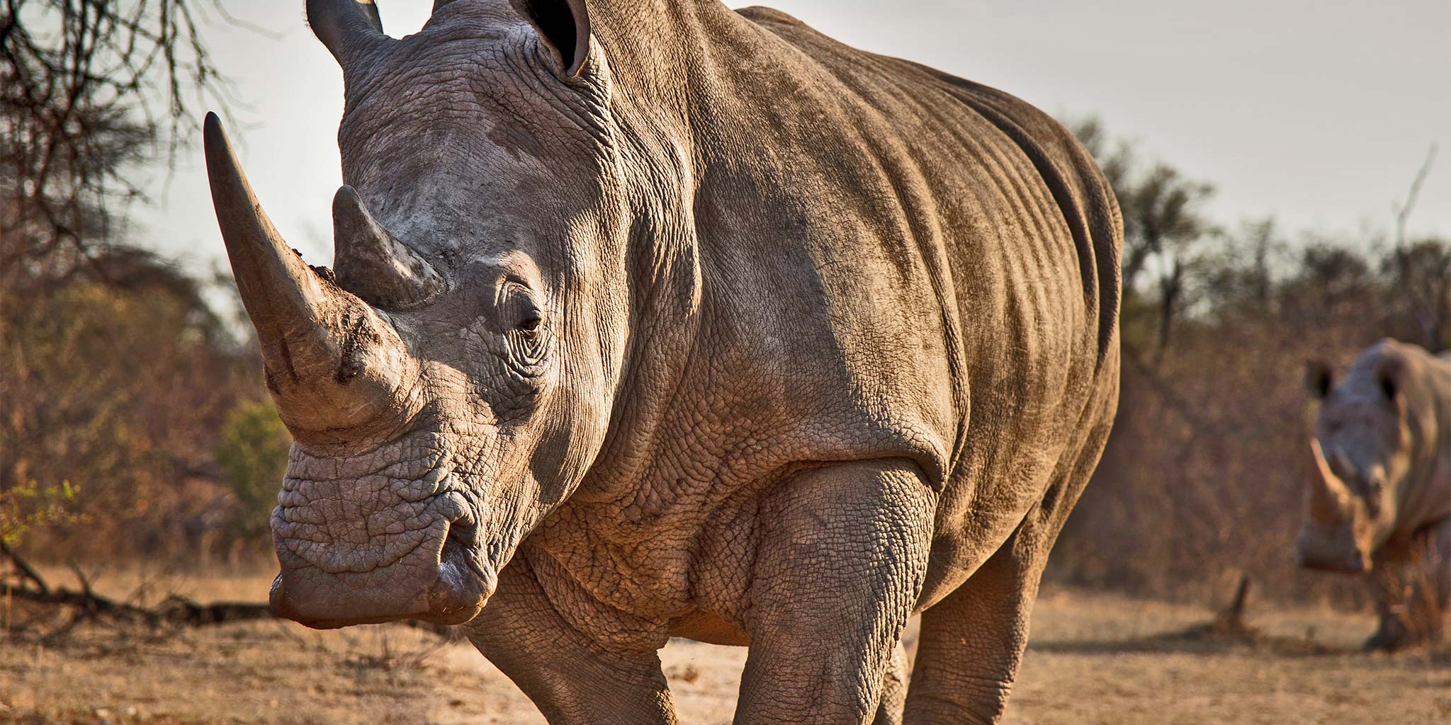 Rhino Close Up on South Africa Safari