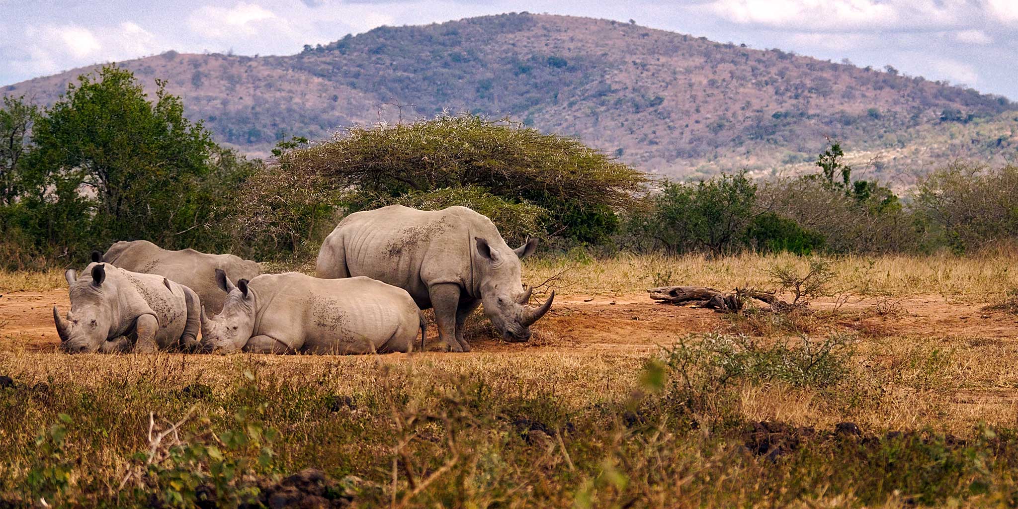 Rhinos on South Africa Safari