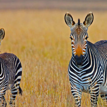 Zebras in Field on South Africa Safari
