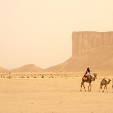 Camel Train Saudi Arabia hoganj web