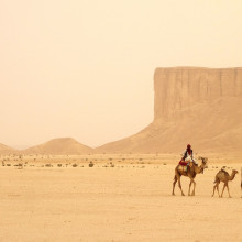 Camel Train in Saudi Arabia