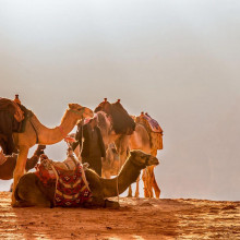 Saudi Arabia Camels