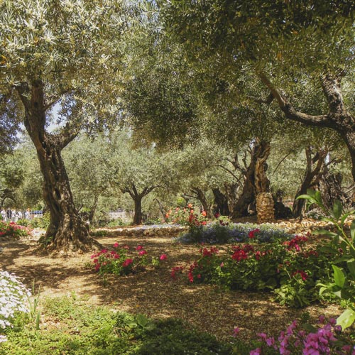 Olive trees in the traditional garden of Gethsemane