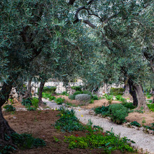 Garden of Gethsemane Jerusalem Israel unsplash