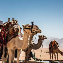 wadi rum jordan camels unsplash