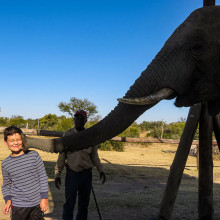 Elephant Encounter Africa