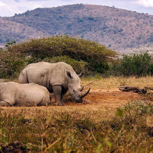Rhinos on South Africa Safari
