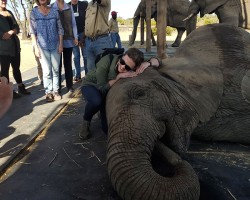 africa elephant hugging