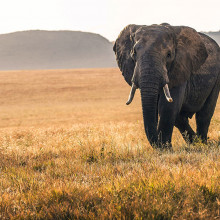 africa elephant unsplash