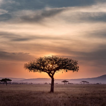 africa safari unsplash