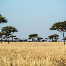 africa trees unsplash