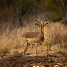 antelope africa unsplash