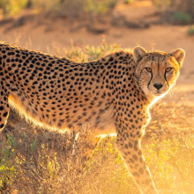 cheetah aftrica creation unsplash