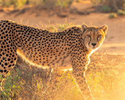 cheetah aftrica creation unsplash