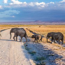 elephants africa unsplash