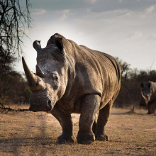 rhino africa unsplash