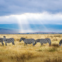 south africa zebra herd unsplash