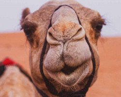 Camel smiling at camera thumbnail