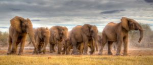 elephants africa storm unsplash