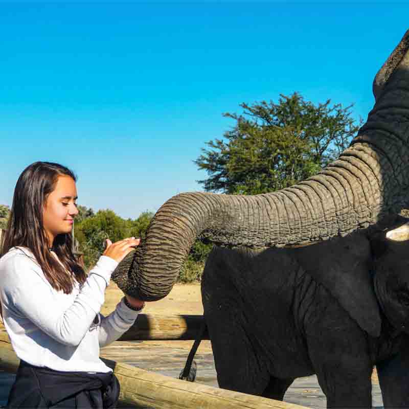 safari thumbs 0000 Elephant Encounter 13 Creation Safari 2019.psd