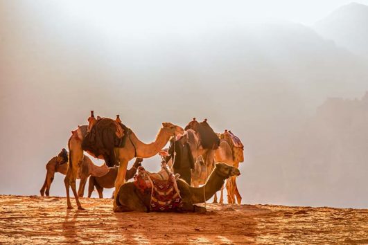 Camels in Saudi Arabia eli shukron