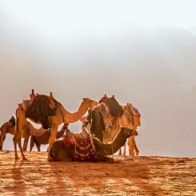Camels in Saudi Arabia eli shukron