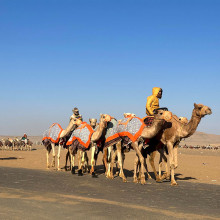 Camels outside of Tabuk Saudi Arabia