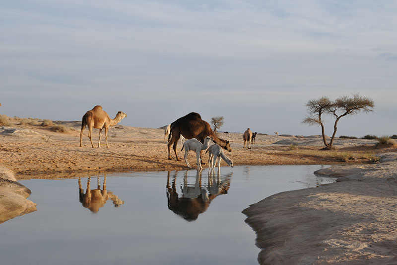 Saudi Camels 1
