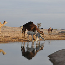Saudi Camels