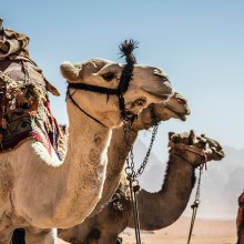 wadi rum jordan camels skinny unsplash