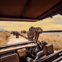 Elephants on an African safari game drive unsplash