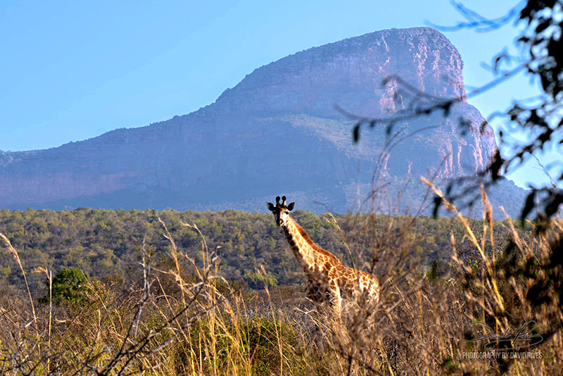 South AFrica 2023 Giraffe