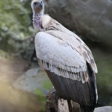 Vulture resting on a wood log in south africa unsplash