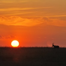 african safari animal sunset unsplash
