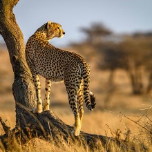cheetah standing on the plain in africa unsplash