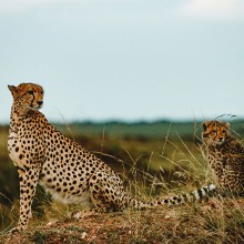 cheetahs in africa unsplash