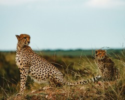cheetahs in africa unsplash