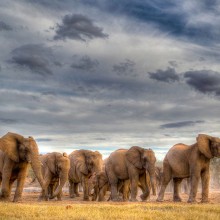 elephants aftrica storm unsplash