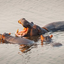 hippos on south africa tour unsplash