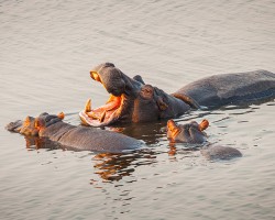 hippos on south africa tour unsplash
