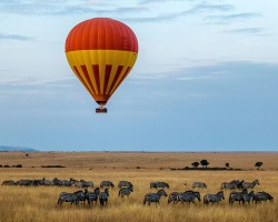 hot air balloon over a herd of zebras in africa unsplash
